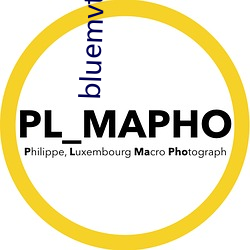 bluemvtips官網版小藍