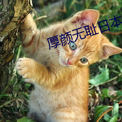 厚颜无耻日本动漫免费观看