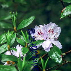 蕾絲視頻app下載無限次數ios