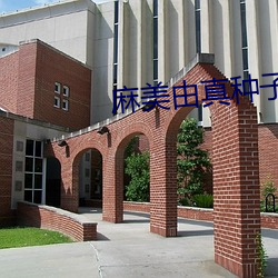 麻美由真种子