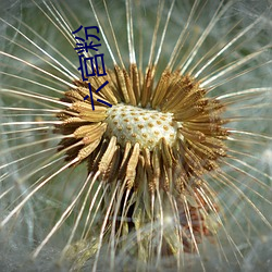 六宫粉