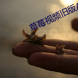 草莓視頻舊版app下載