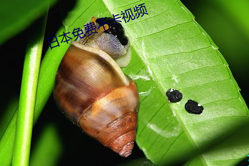 日本免(miǎn)费不(bù)卡视频