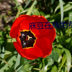 庥豆在線免費觀影